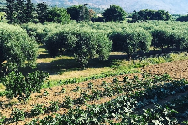 Hotel Vardis Olive Garden (Asproulianoi, Apokoronas)